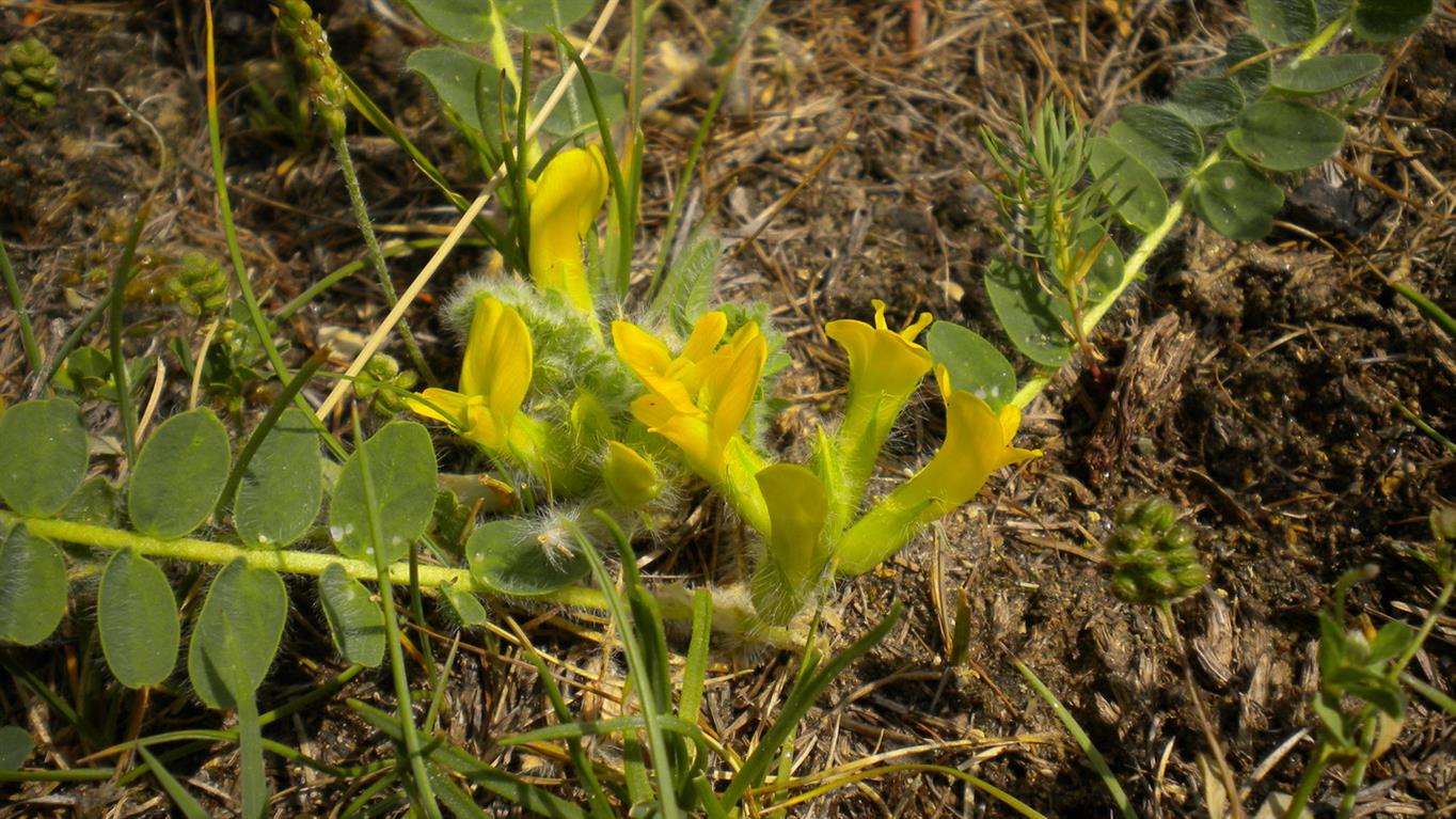 Astragalus exscapus / Astragalo nano